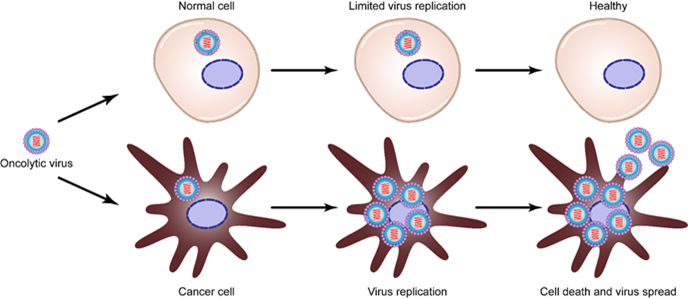 selectivity_of_m1_virus.png
