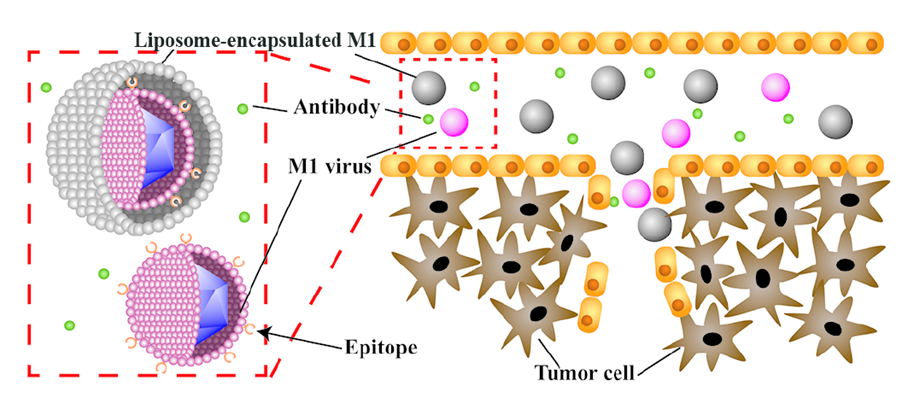 Liposome_encapsulation.png